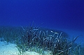 10 Posidonia